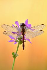 blutrote Heidelibelle - Sympetrum sanguineum