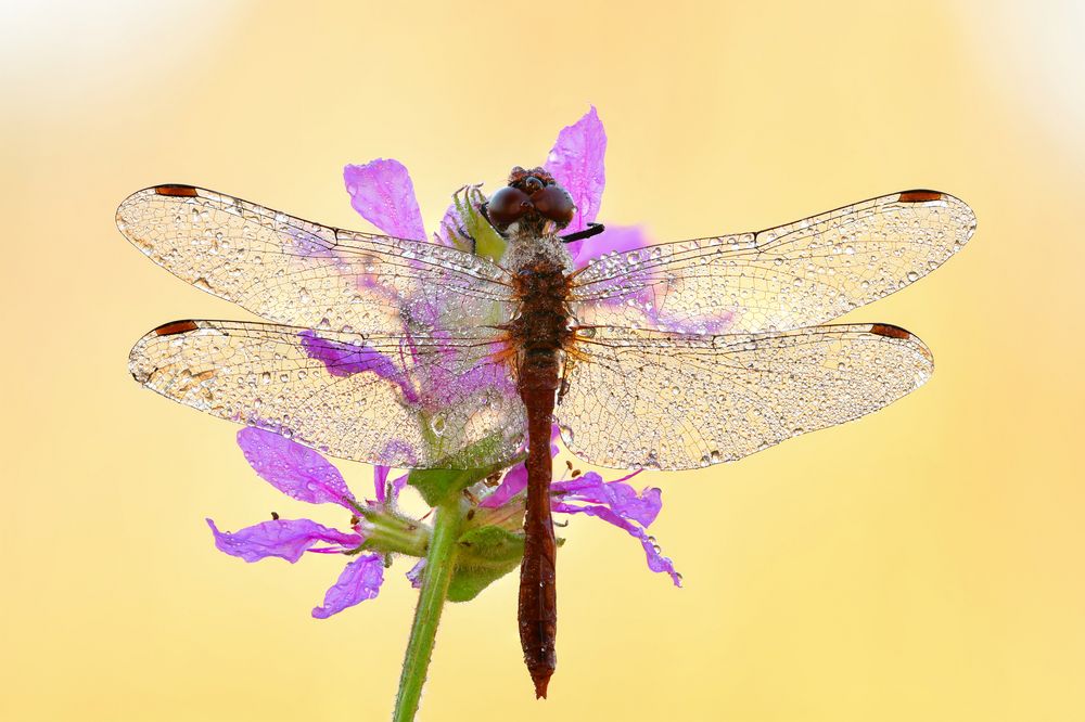 blutrote Heidelibelle - Sympetrum sanguineum #9