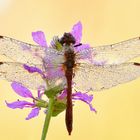 blutrote Heidelibelle - Sympetrum sanguineum #9