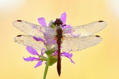 blutrote Heidelibelle - Sympetrum sanguineum #9