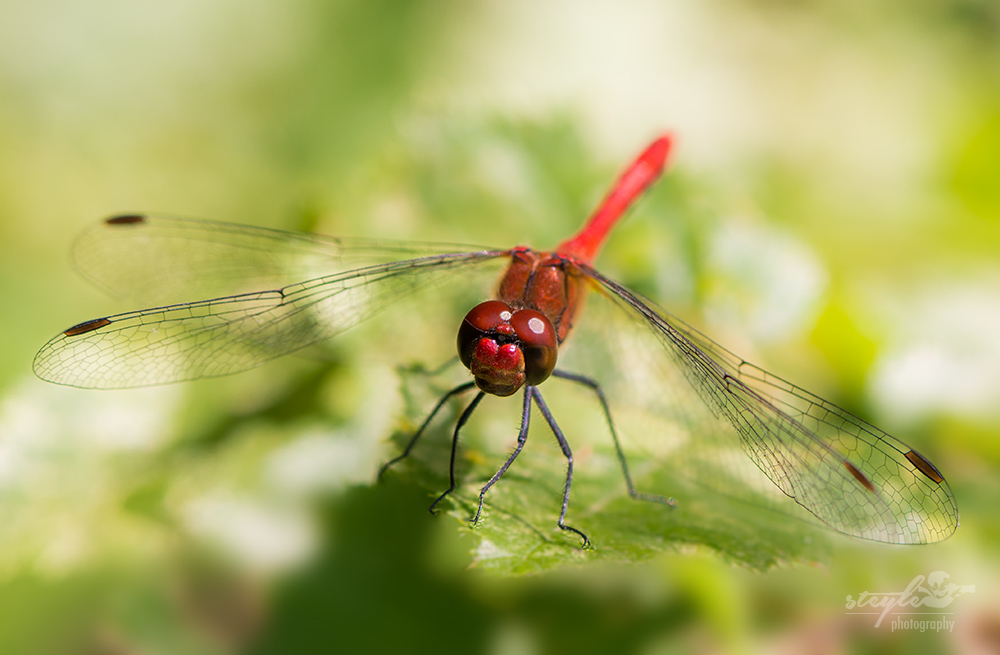 Blutrote Heidelibelle (Sympetrum sanguineum)