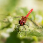 Blutrote Heidelibelle (Sympetrum sanguineum)