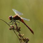 Blutrote Heidelibelle (Sympetrum sanguineum) 91-2016 GB1_7416-1