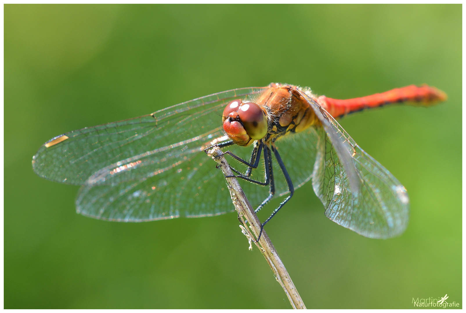 Blutrote Heidelibelle (Sympetrum sanguineum)