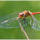 Blutrote Heidelibelle (Sympetrum sanguineum)