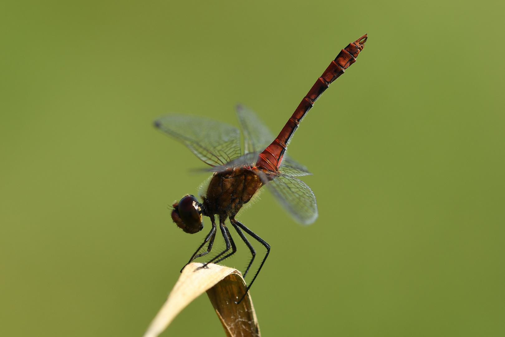 Blutrote Heidelibelle (Sympetrum sanguineum) 92-2016GB1_7574-1