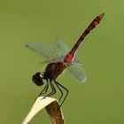 Blutrote Heidelibelle (Sympetrum sanguineum) 92-2016GB1_7574-1