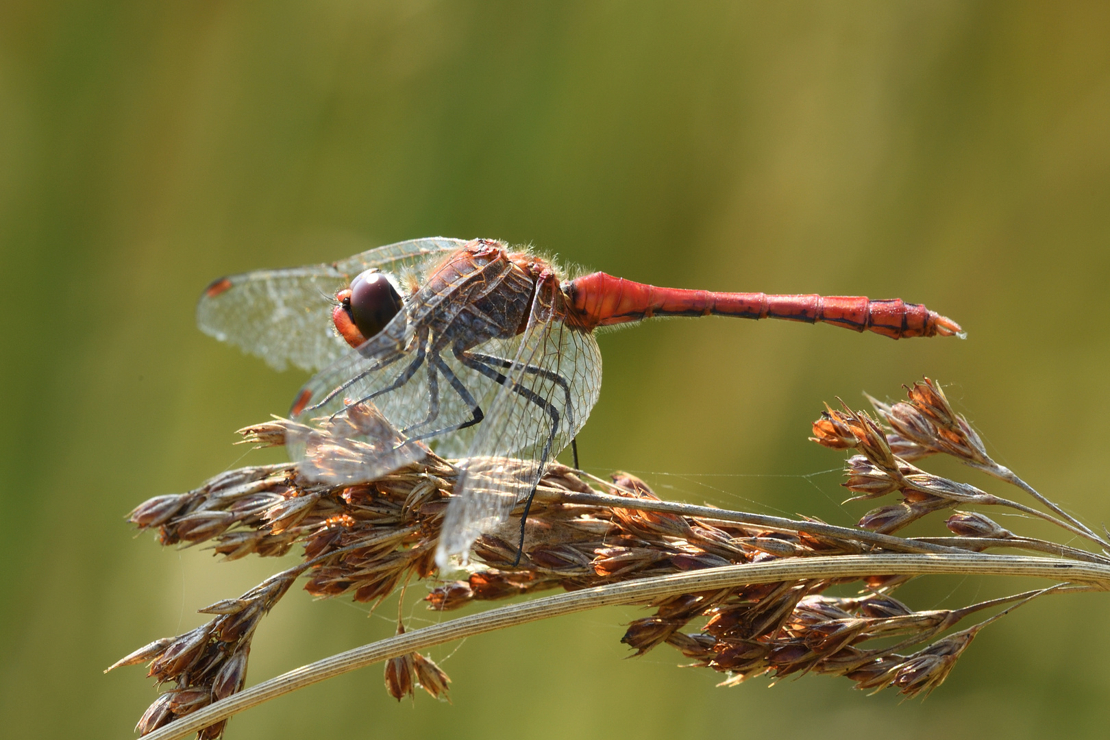 Blutrote Heidelibelle (Sympetrum sanguineum) 93-2016 GB1_8887-1