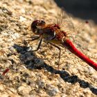 Blutrote Heidelibelle (Sympetrum sanguineum )