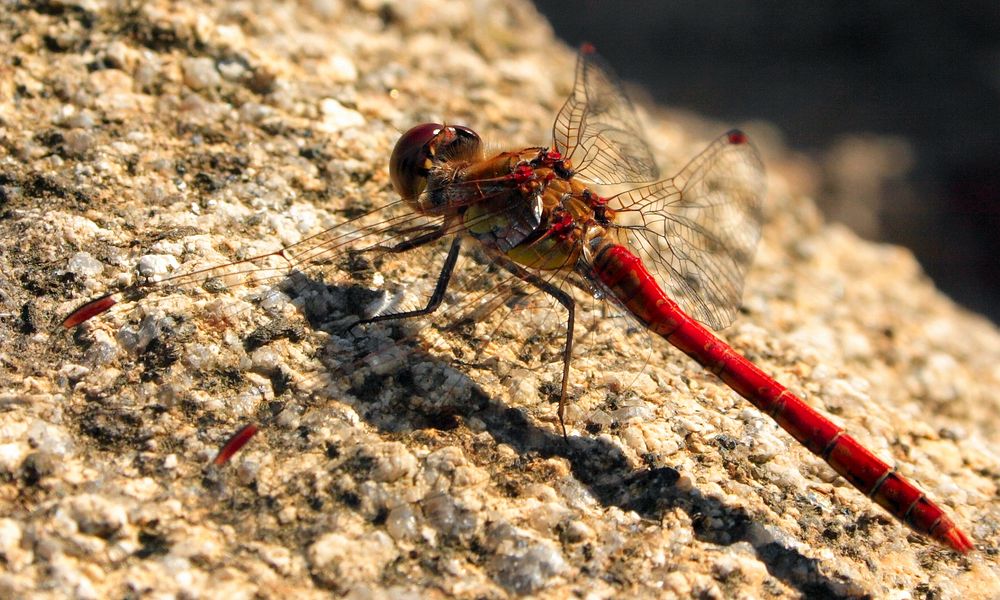 Blutrote Heidelibelle (Sympetrum sanguineum )