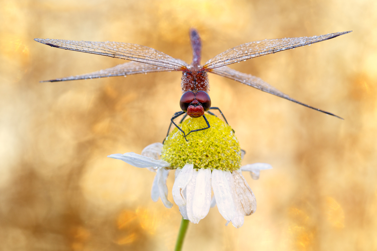 Blutrote Heidelibelle Sympetrum sanguineum