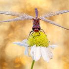 Blutrote Heidelibelle Sympetrum sanguineum