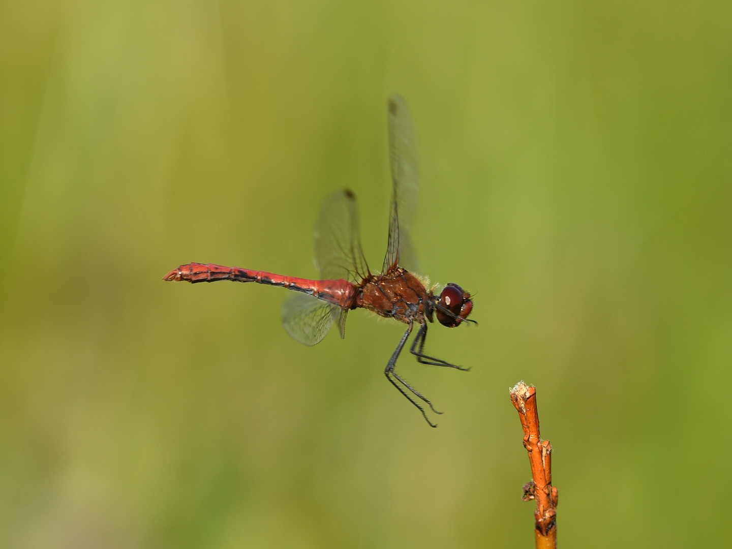 Blutrote Heidelibelle (Sympetrum sanguineum) 94-2016 GB1_8221-1