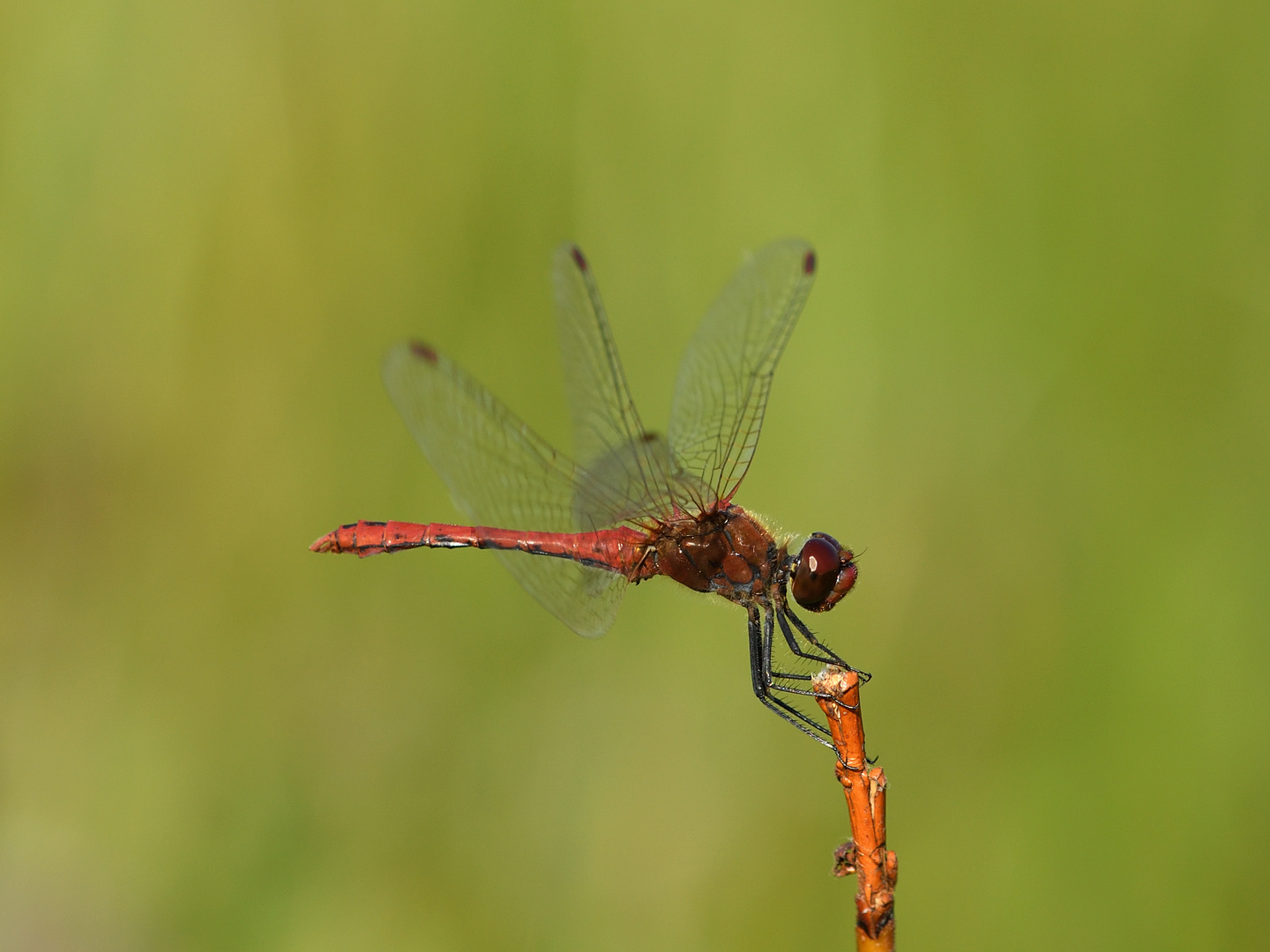 Blutrote Heidelibelle (Sympetrum sanguineum) 95-2016 GB1_8222-1