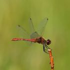 Blutrote Heidelibelle (Sympetrum sanguineum) 95-2016 GB1_8222-1