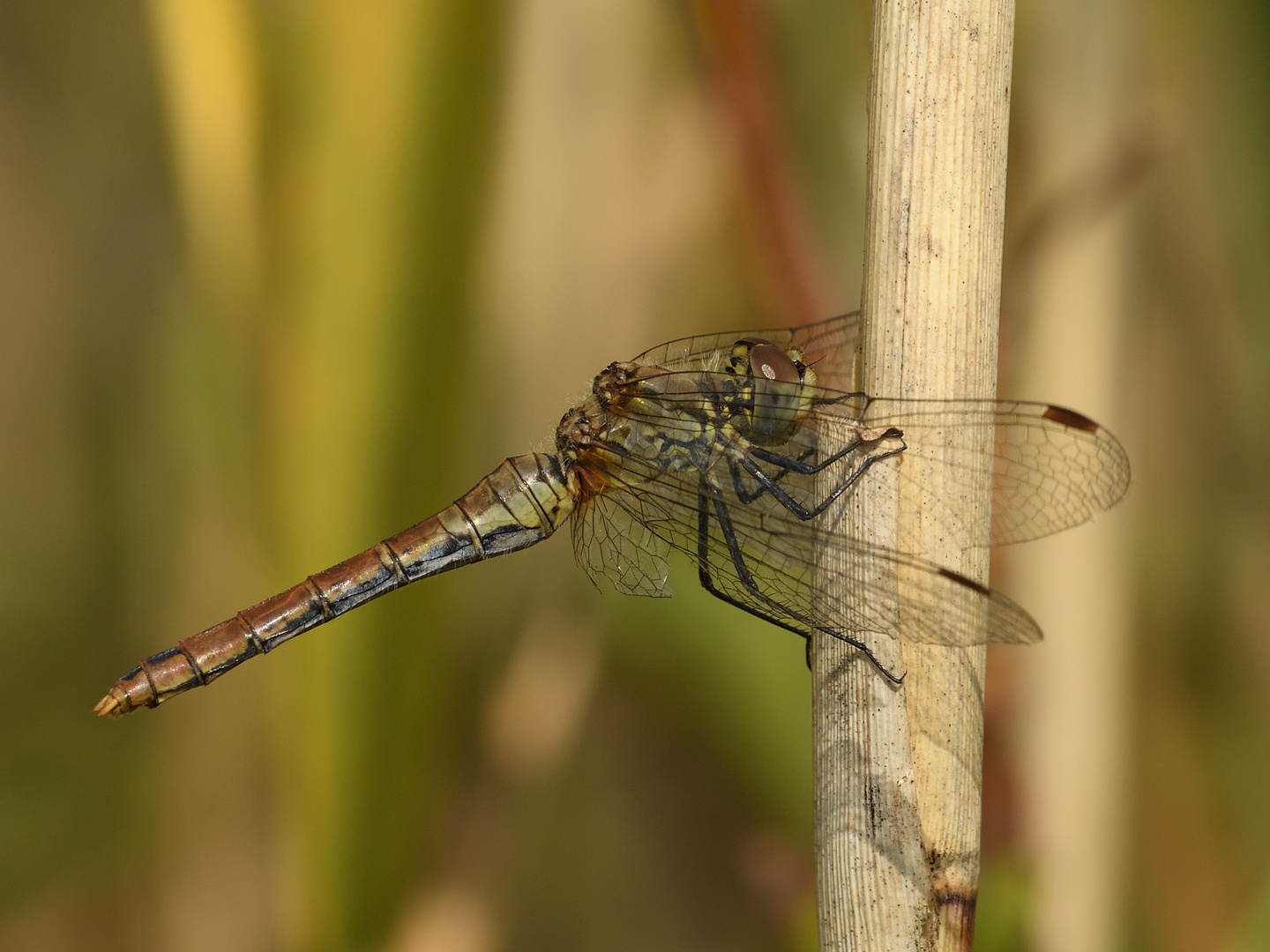 Blutrote Heidelibelle (Sympetrum sanguineum) 96-2016 GB1_9088-1