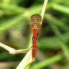 --- Blutrote Heidelibelle (Sympetrum sanguineum) ---