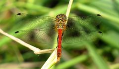 --- Blutrote Heidelibelle (Sympetrum sanguineum) ---