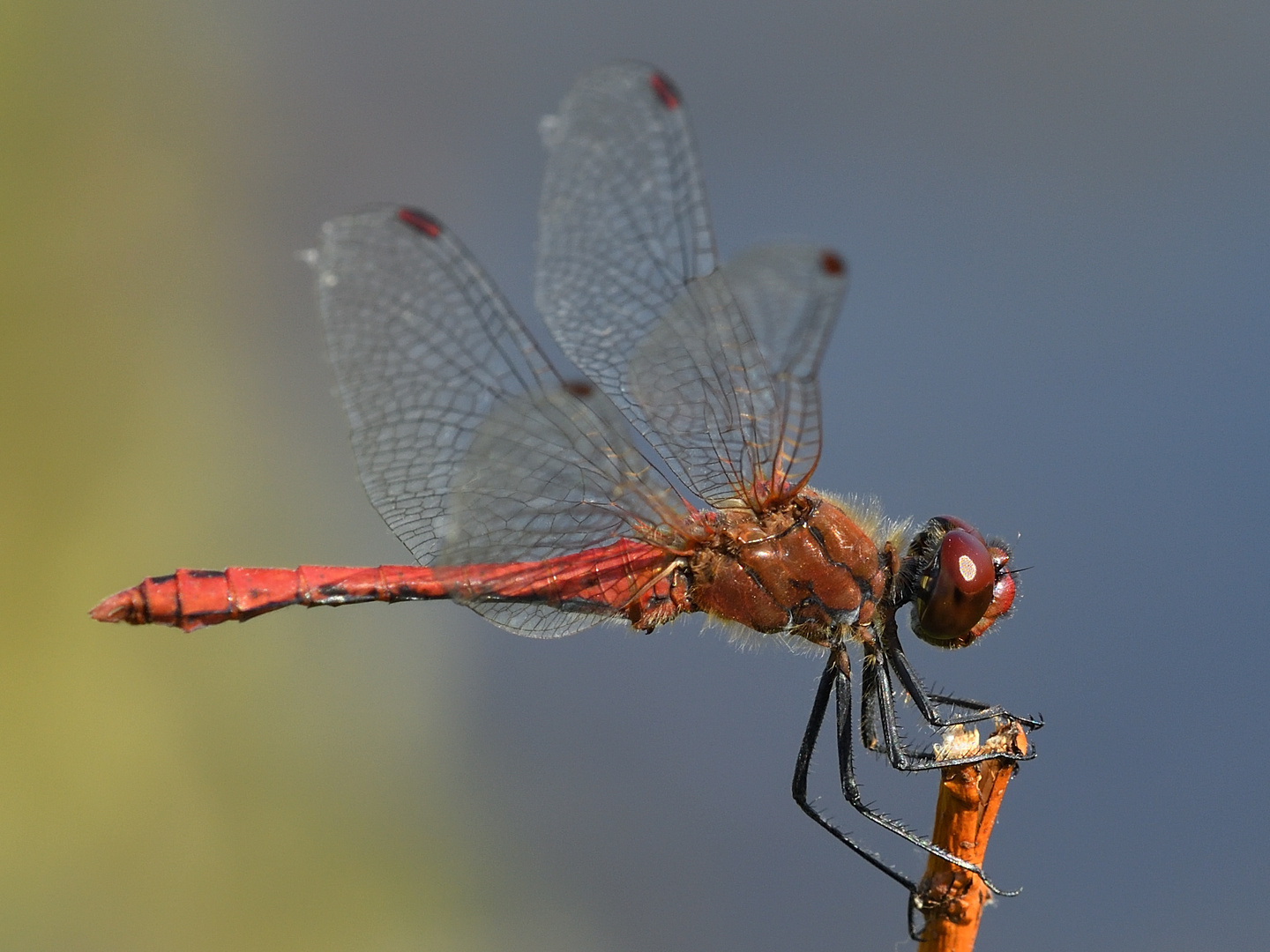 Blutrote Heidelibelle (Sympetrum sanguineum) 98-2016 GB1_8082-2