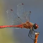 Blutrote Heidelibelle (Sympetrum sanguineum) 98-2016 GB1_8082-2