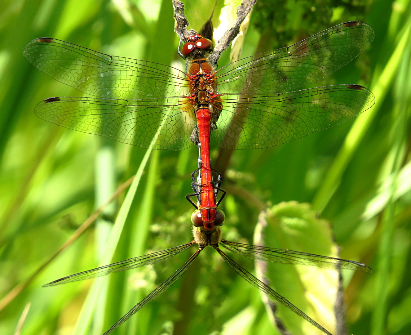 --- Blutrote Heidelibelle (Sympetrum sanguineum) ---