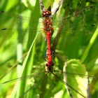 --- Blutrote Heidelibelle (Sympetrum sanguineum) ---