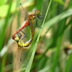 --- Blutrote Heidelibelle (Sympetrum sanguineum) ---