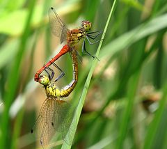 --- Blutrote Heidelibelle (Sympetrum sanguineum) ---