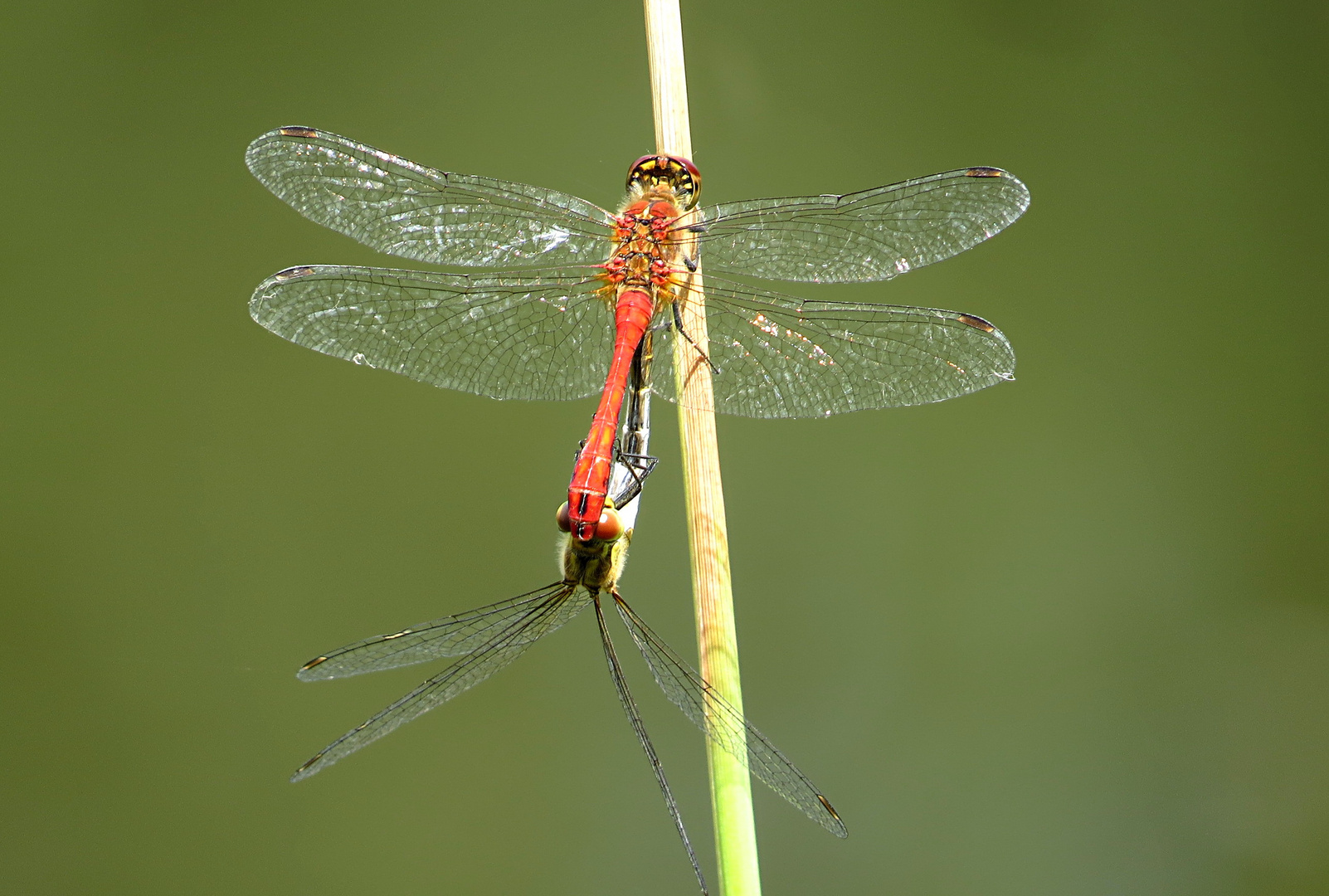 Blutrote Heidelibelle (Sympetrum sanguineum)