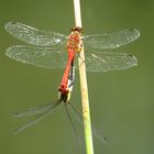 Blutrote Heidelibelle (Sympetrum sanguineum)