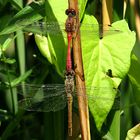 Blutrote Heidelibelle (Sympetrum sanguineum)