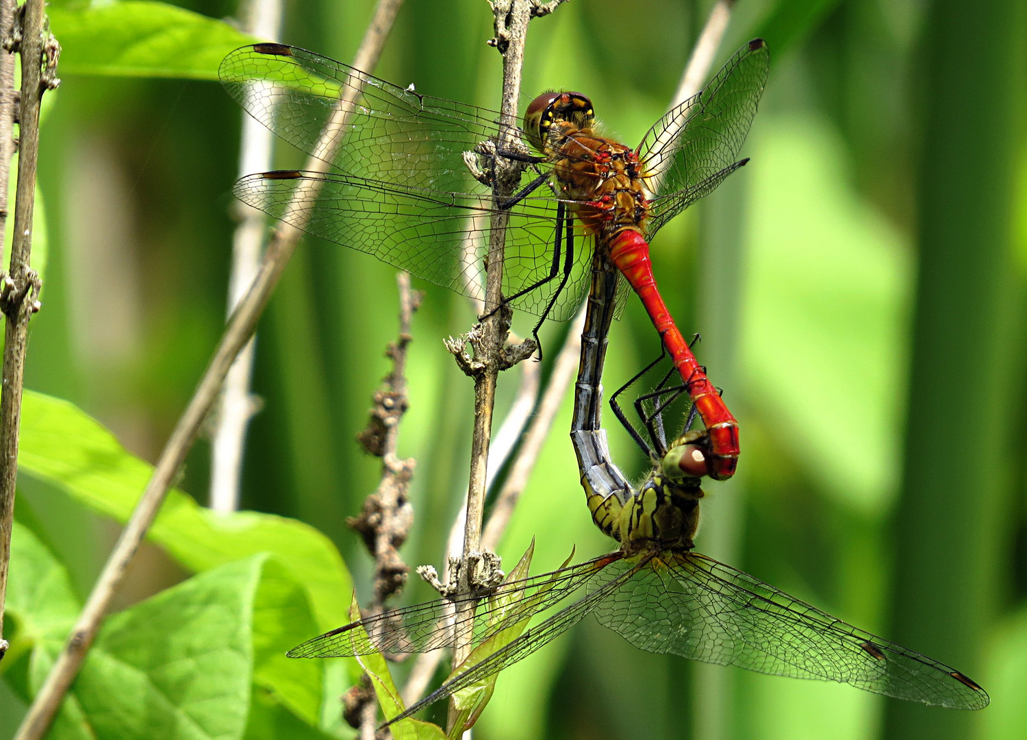 --- Blutrote Heidelibelle (Sympetrum sanguineum) ---