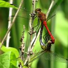 --- Blutrote Heidelibelle (Sympetrum sanguineum) ---