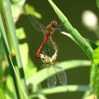 ... Blutrote Heidelibelle (Sympetrum sanguineum) ...