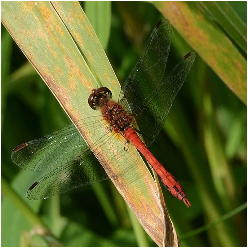 Blutrote Heidelibelle – Sympetrum sanguineum - adultes Männchen (?)