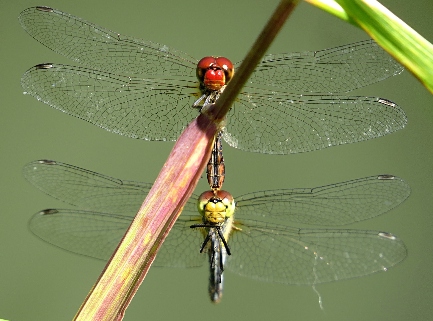 --- Blutrote Heidelibelle (Sympetrum sanguineum) ---