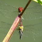 --- Blutrote Heidelibelle (Sympetrum sanguineum) ---