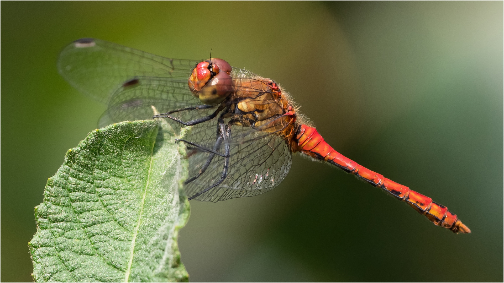 Blutrote Heidelibelle - Sympetrum sanguineum - auf dem Blatte saß  .....