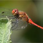 Blutrote Heidelibelle - Sympetrum sanguineum - auf dem Blatte saß  .....