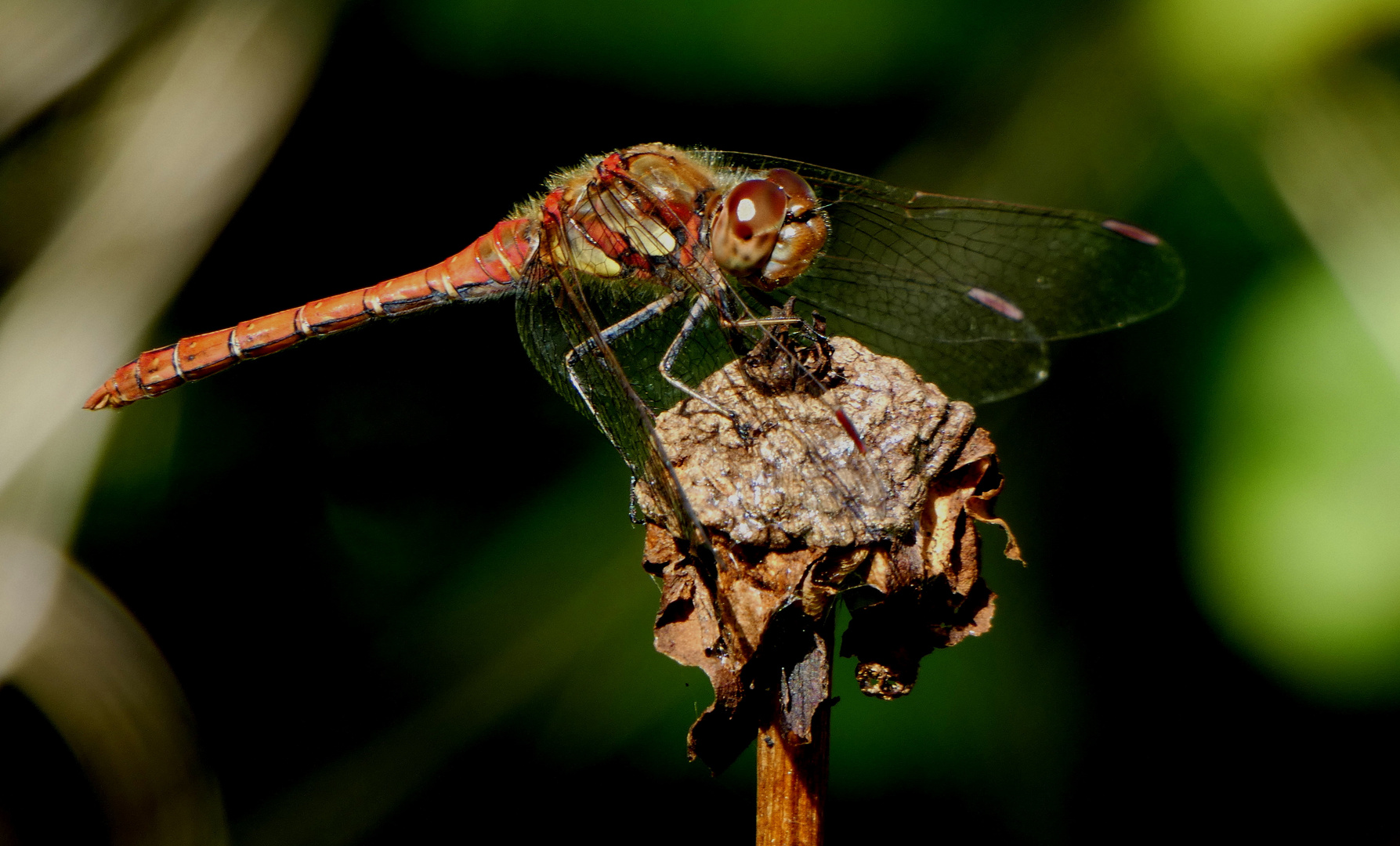 Blutrote Heidelibelle (Sympetrum sanguineum), ausgefärbtes Männchen