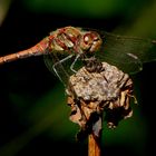 Blutrote Heidelibelle (Sympetrum sanguineum), ausgefärbtes Männchen