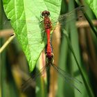 --- Blutrote Heidelibelle (Sympetrum sanguineum) ---