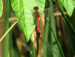 --- Blutrote Heidelibelle (Sympetrum sanguineum) ---