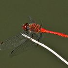 Blutrote Heidelibelle – Sympetrum sanguineum