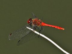 Blutrote Heidelibelle – Sympetrum sanguineum