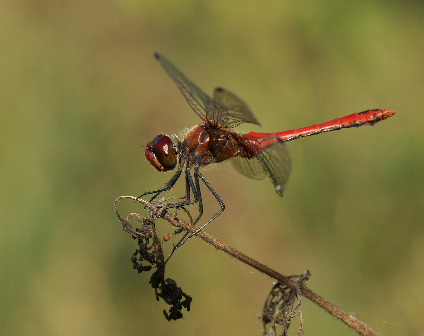 Blutrote Heidelibelle (Sympetrum sanguineum)