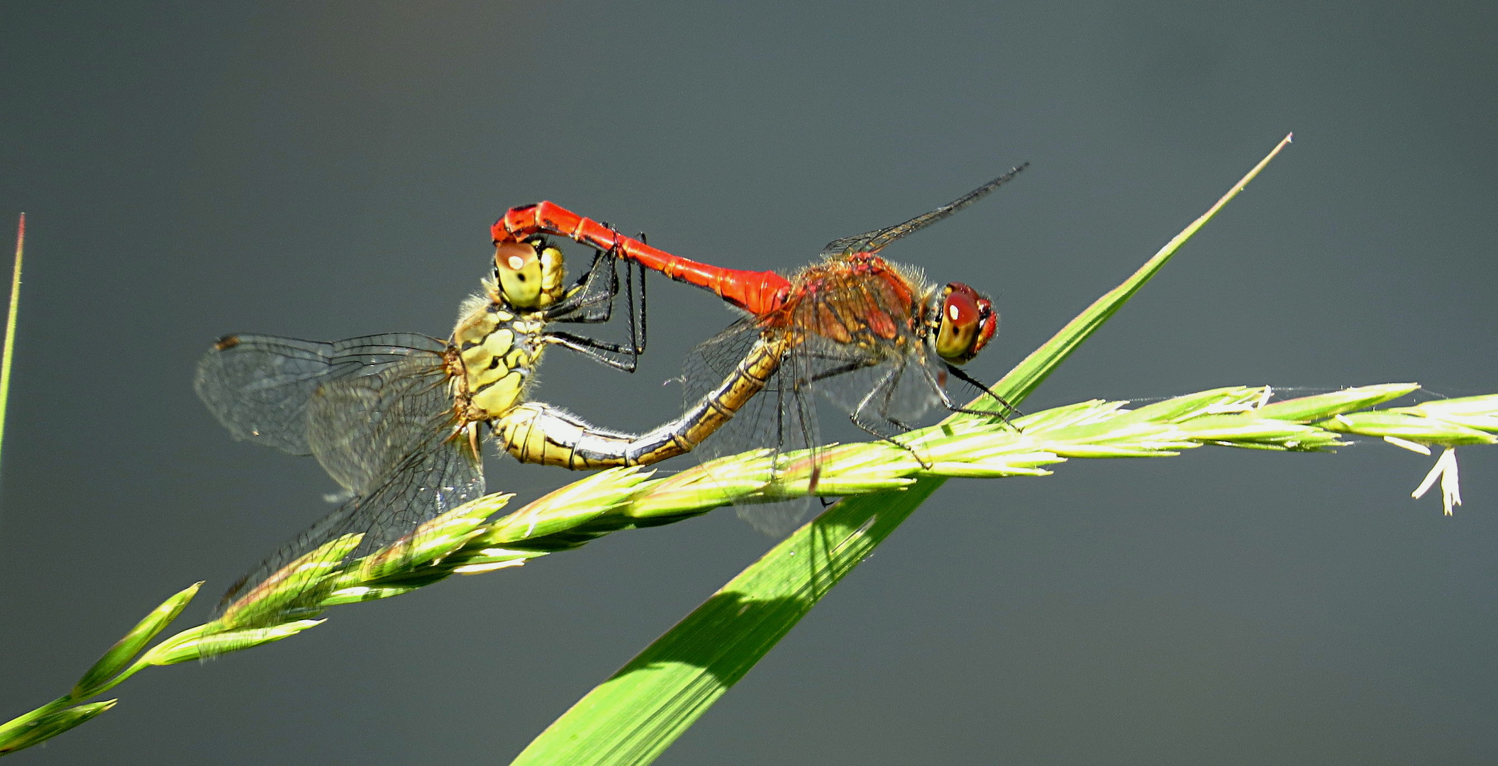 --- Blutrote Heidelibelle (Sympetrum sanguineum) ---