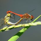 --- Blutrote Heidelibelle (Sympetrum sanguineum) ---