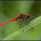 Blutrote Heidelibelle (Sympetrum sanguineum)