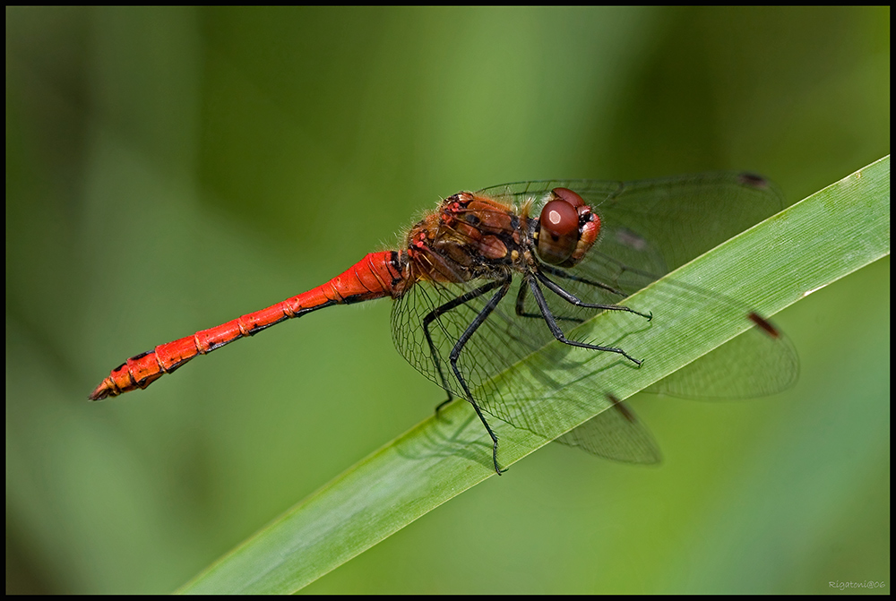 Blutrote Heidelibelle (Sympetrum sanguineum)